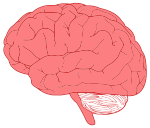 Brain Profile Optimized